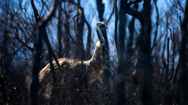 Emu in burnt landscape