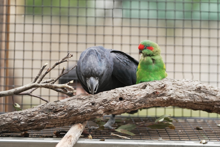 A red tailed black cockatoo and musk lorikeet at a wildlife sanctuary