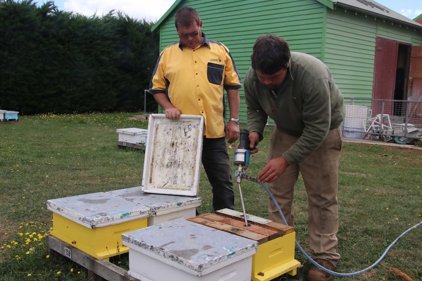 Two men stand over beehives, looking at them.