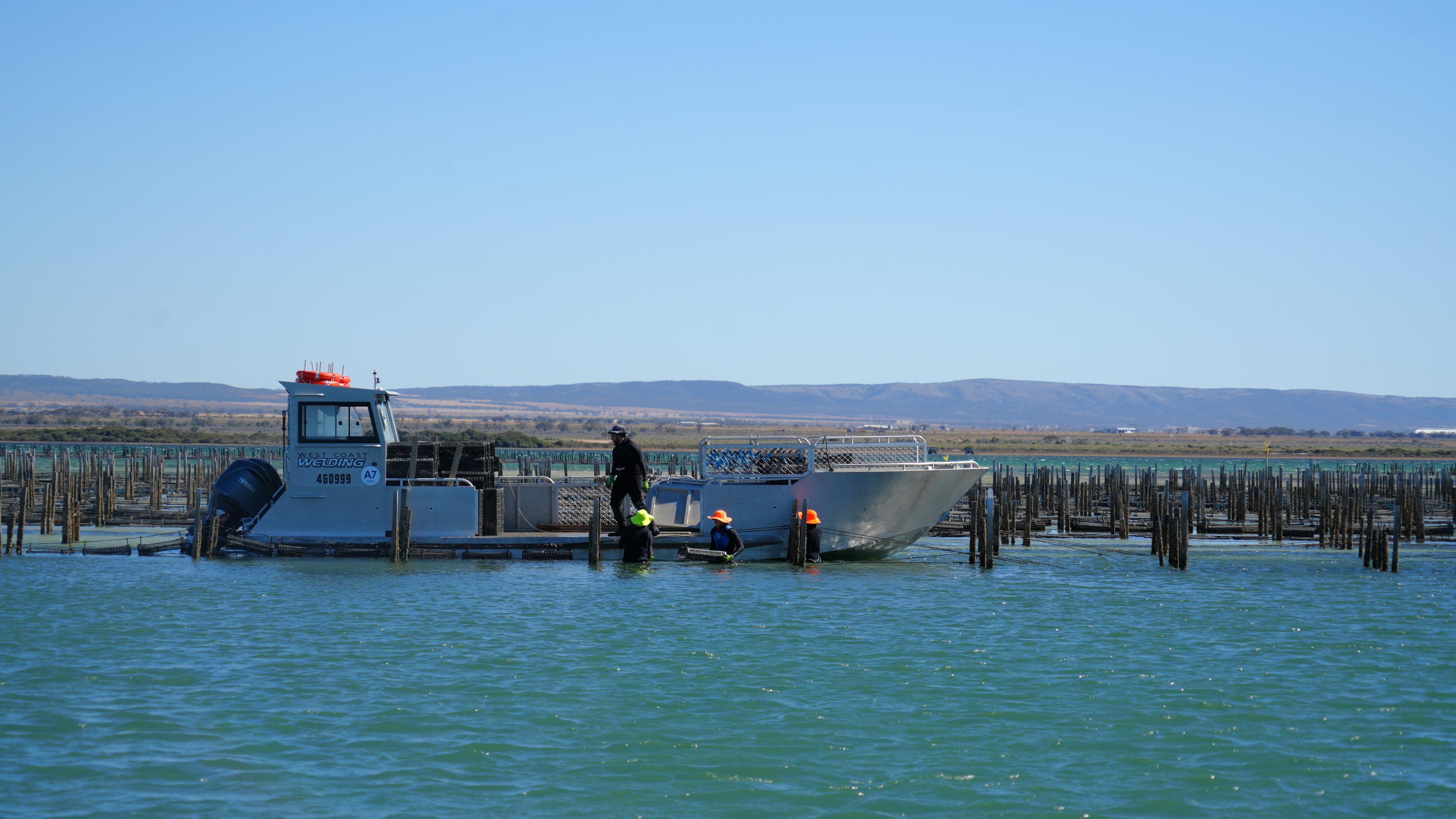 An oyster boat moored in the water, with workers standing in knee-deep water next to an oyster farm