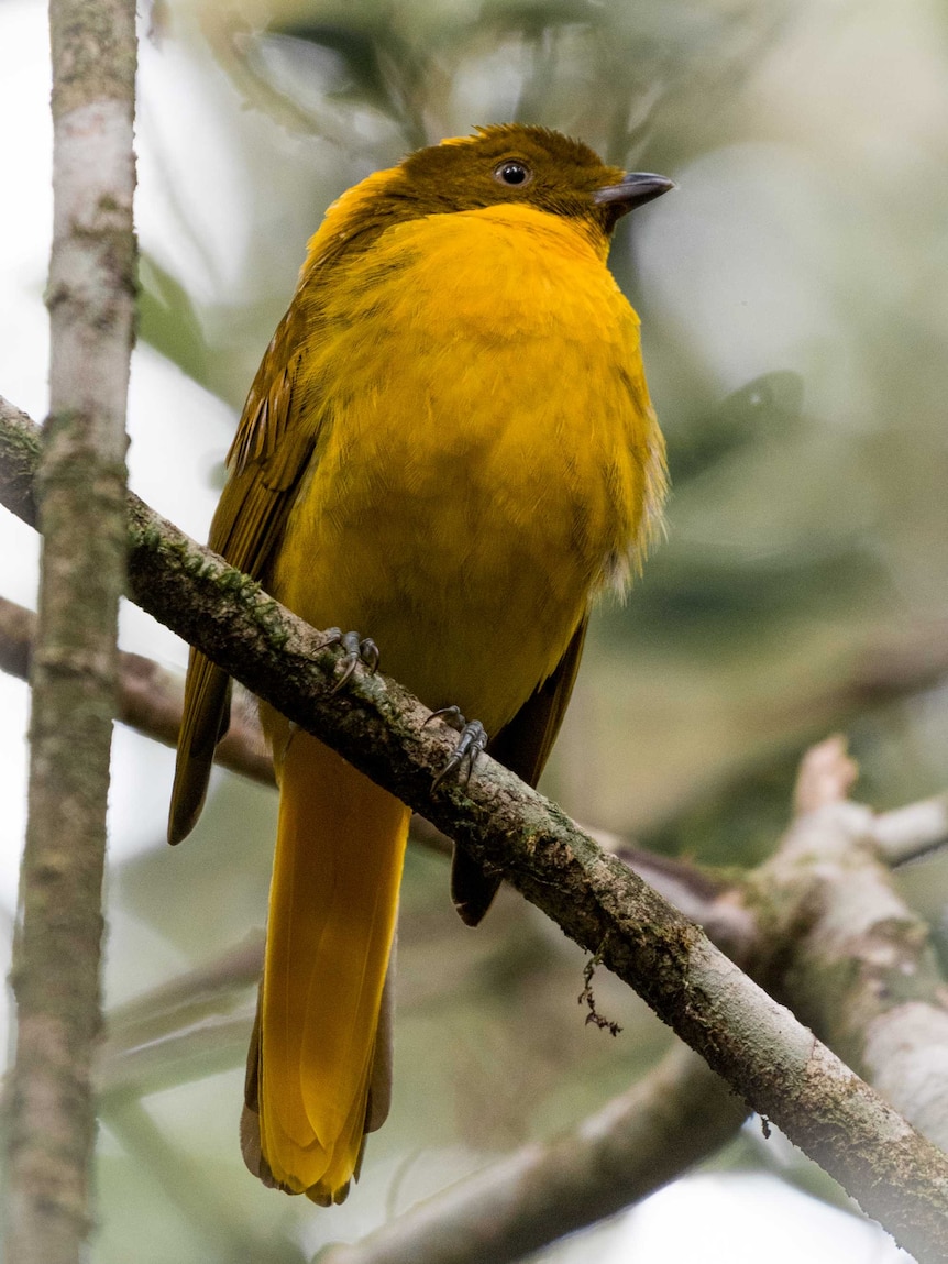 A bright yellow golden bowerbird sitting on a branch.