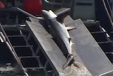 Shark caught in drum lines set off Perth beach