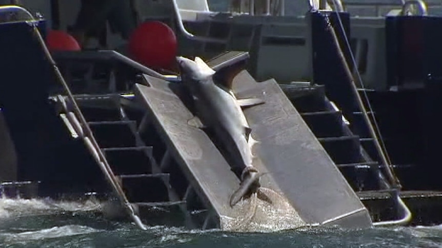 Shark caught in drum lines set off Perth beach