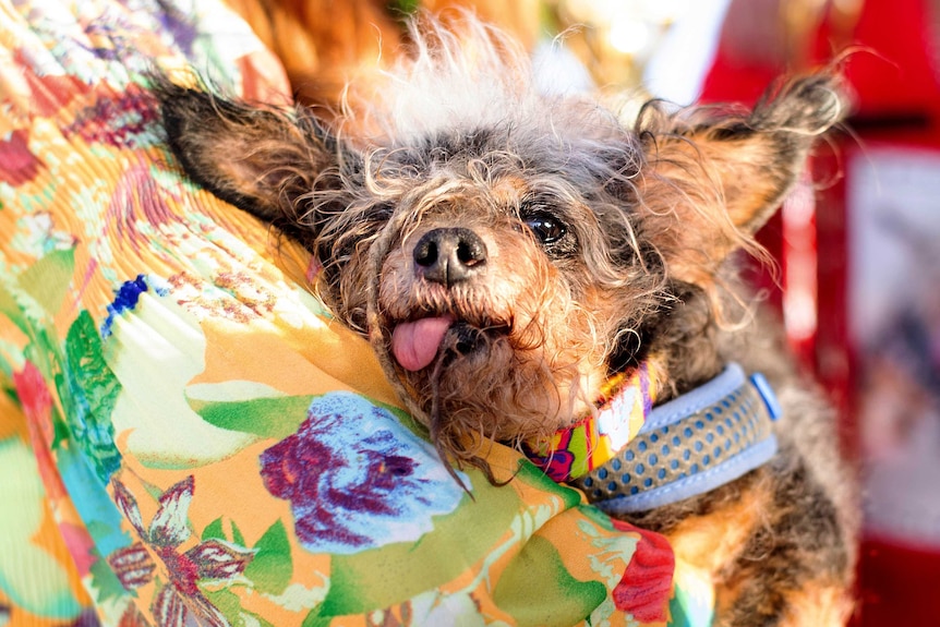 Scamp the Tramp is held with tongue poking out against owner's flower-patterned shirt.