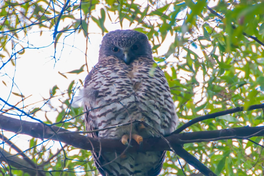 A large owl sits in a tree.