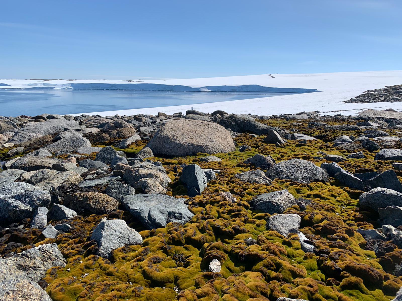 Antarctic moss bed at Casey Station