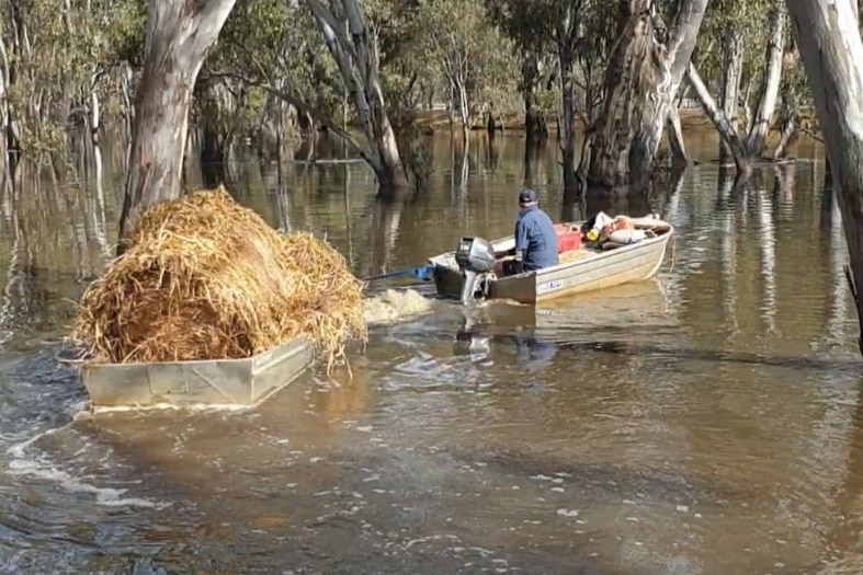 A man in a tinnie tows a bale of hay through a flooded paddock in a separate tinnie