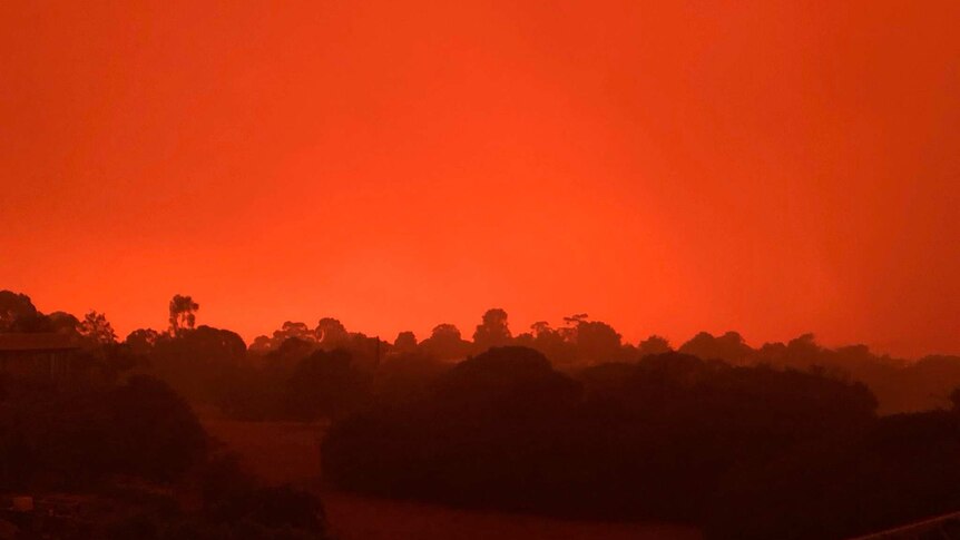 A picture of trees silhouetted against a bright orange-red sky.