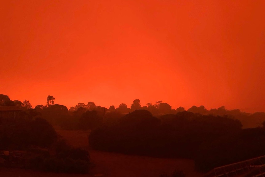 A picture of trees silhouetted against a bright orange-red sky.