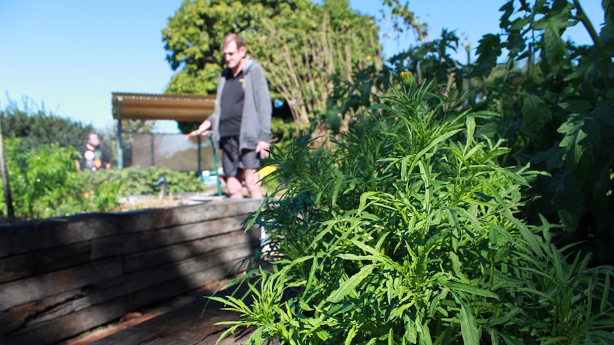 Man watering garden