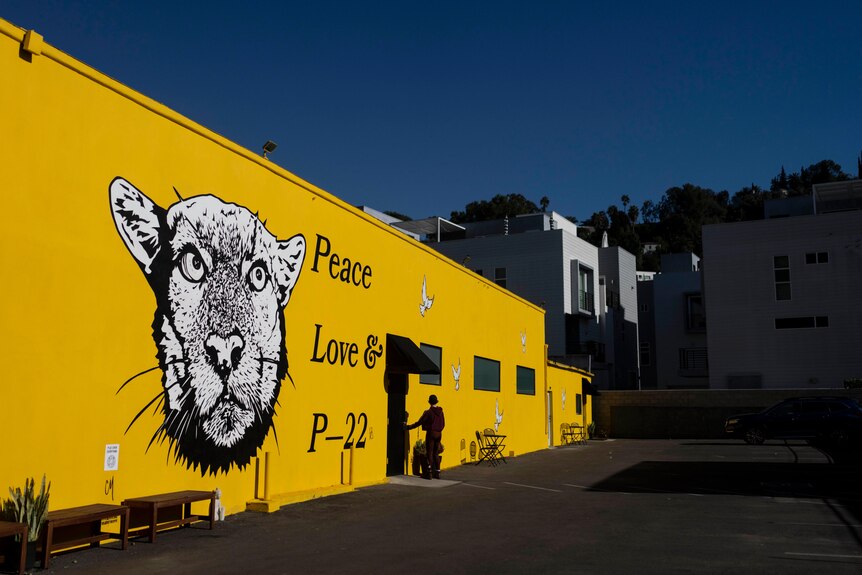 A mural depicting the famed mountain lion P-22 with the words "Peace, Love and P-22".