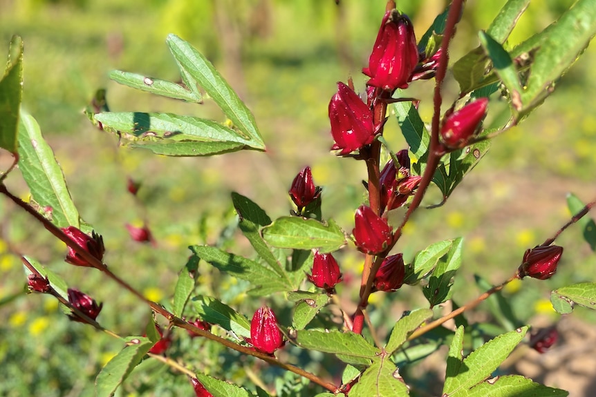 A close up of a rosella plant