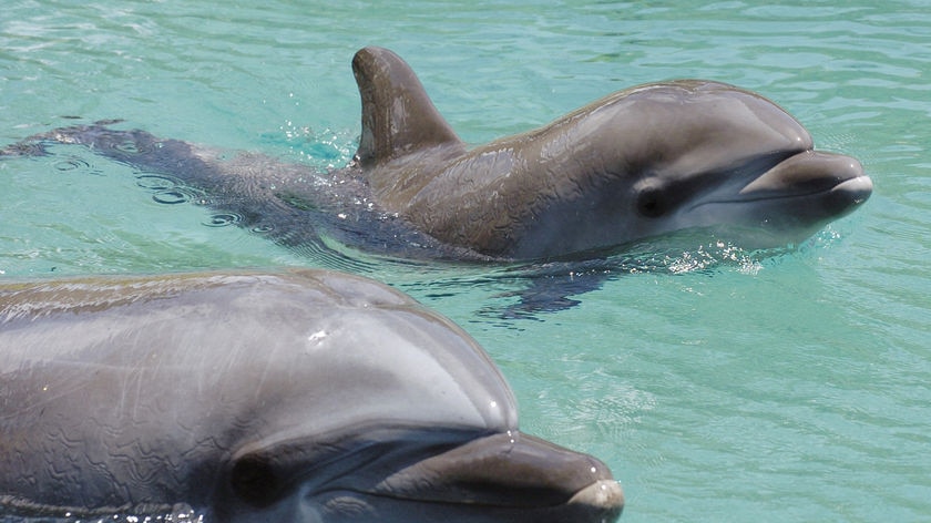 A dolphin guided the whales to safety after apparently communicating with them. (File photo)