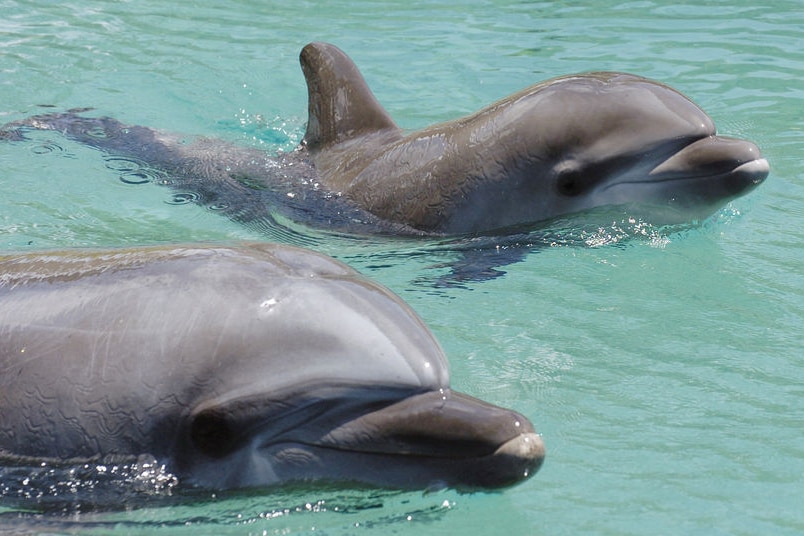 Two captive dolphins swim, their heads above the water, in an aquarium pool.