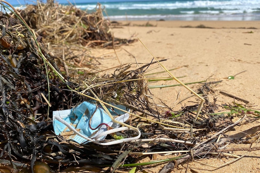 Discarded surgical face mask tangled in seaweed.