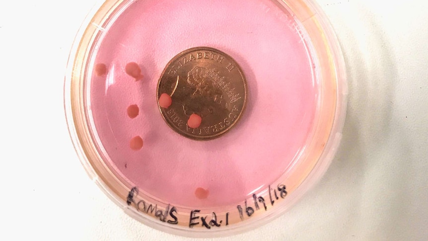 Seven small pink brains next to a two dollar coin in a dish of pink solution.