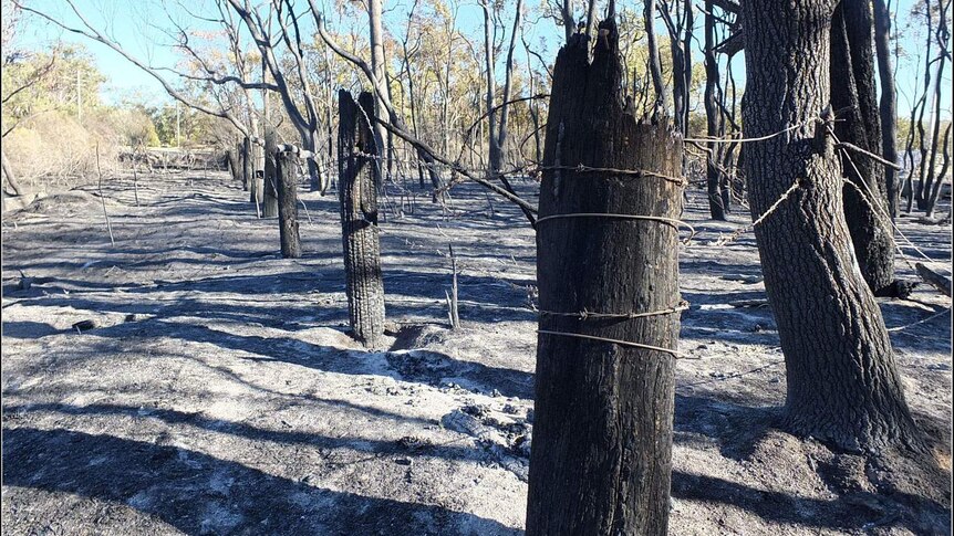 Damaged fencing in burnt out paddock after bushfires near Stanthorpe.