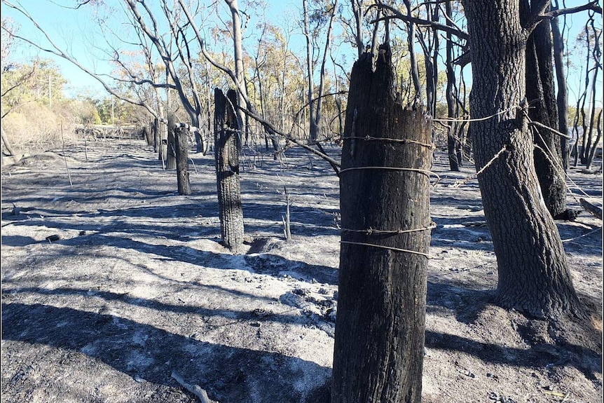 Damaged fencing in burnt out paddock after bushfires near Stanthorpe.