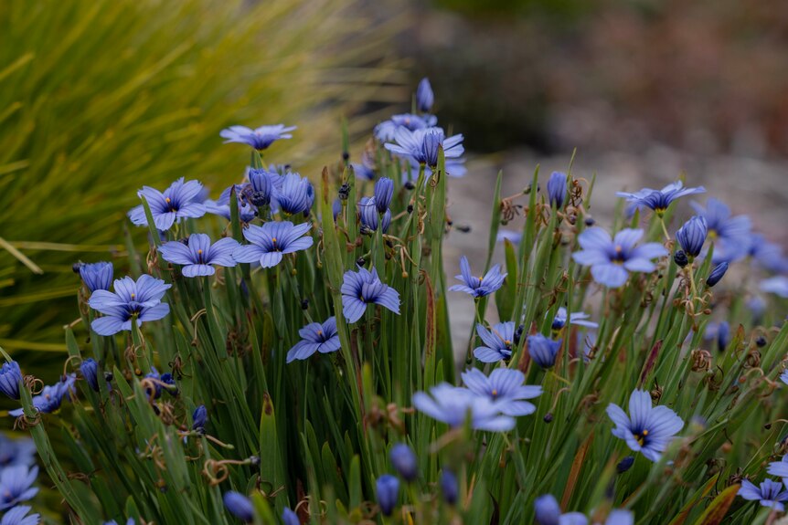 Blue flowers planted on a nature strip.