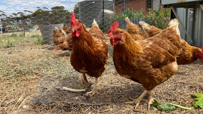 Several red hens investigate camera, scratching in a dirt ground of a chicken pen