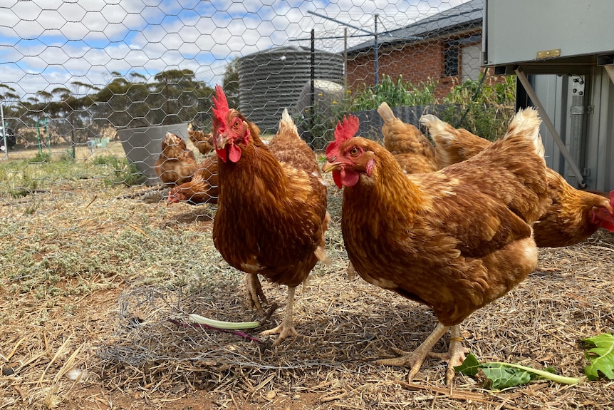 Several red hens investigate camera, scratching in a dirt ground of a chicken pen