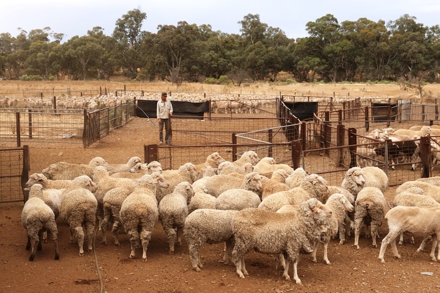 Sheep are rounded up on Almerta Station in the Flinders Ranges, SA.