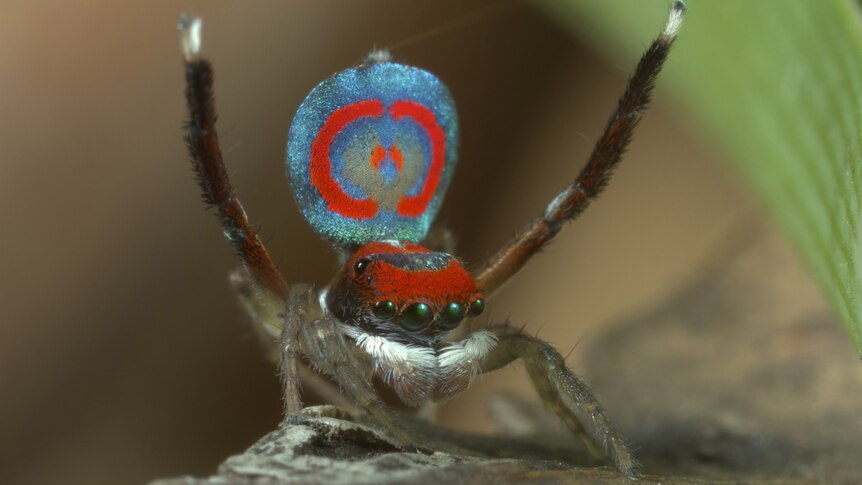A male Australian Peacock Spider expands its colourful fan, Sydney, New South Wales.