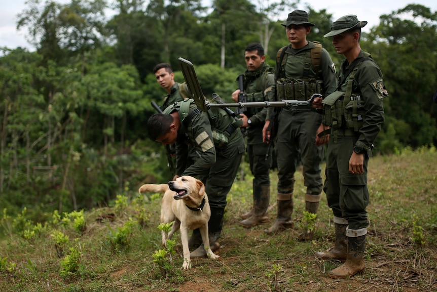 Policemen and a dog stand guard at a coca plantation. 