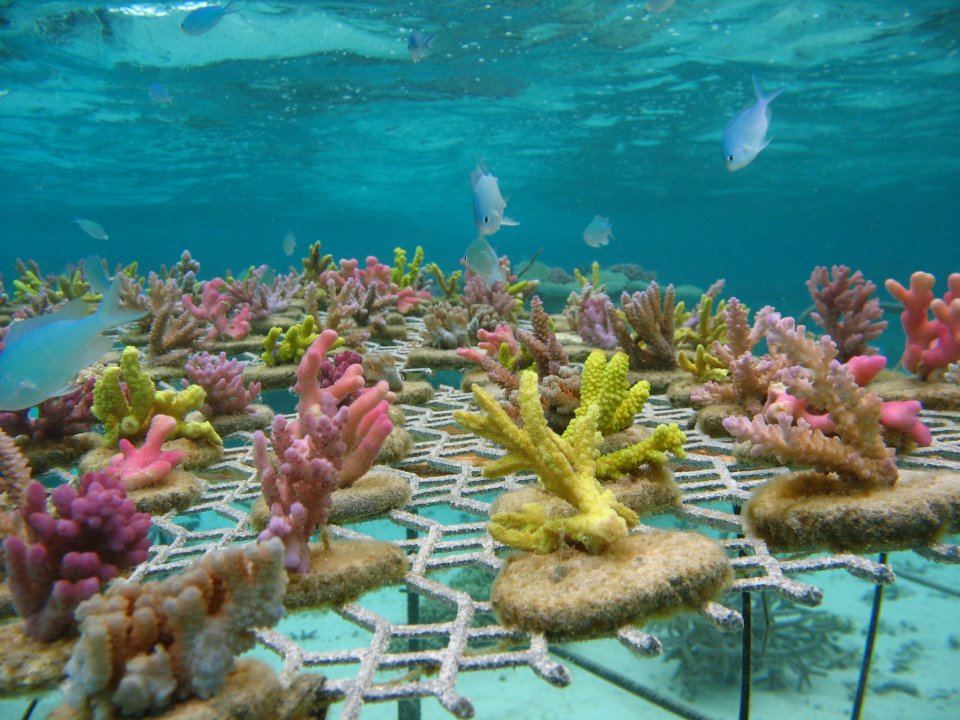 Fiji turning to coral gardening to save its lucrative South Pacific