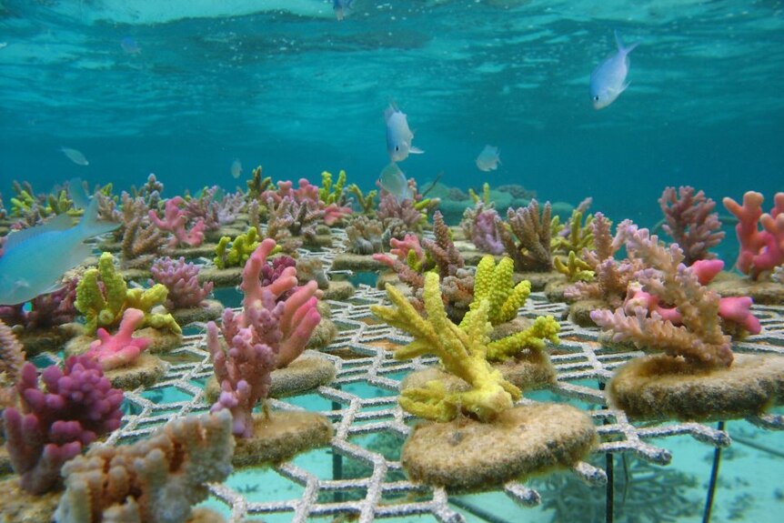 A tray of multi-coloured corals grow on coral cookies under the water with fish nearby.