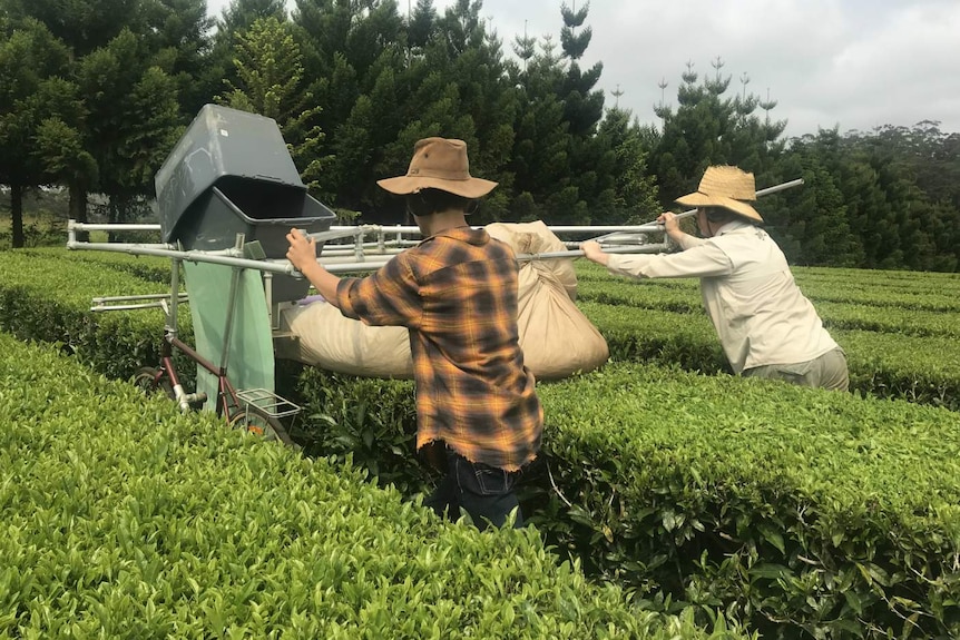 Two workers pushing the harvester over the top of the tea hedge.