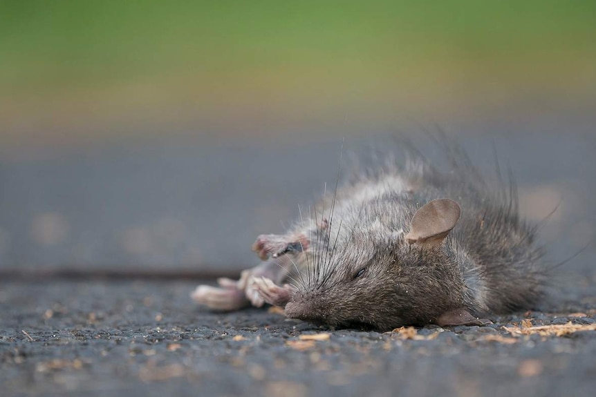 A dead rat, lying sideways on a road