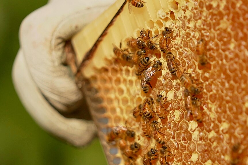 A close-up of bees on a golden sheet of honeycomb
