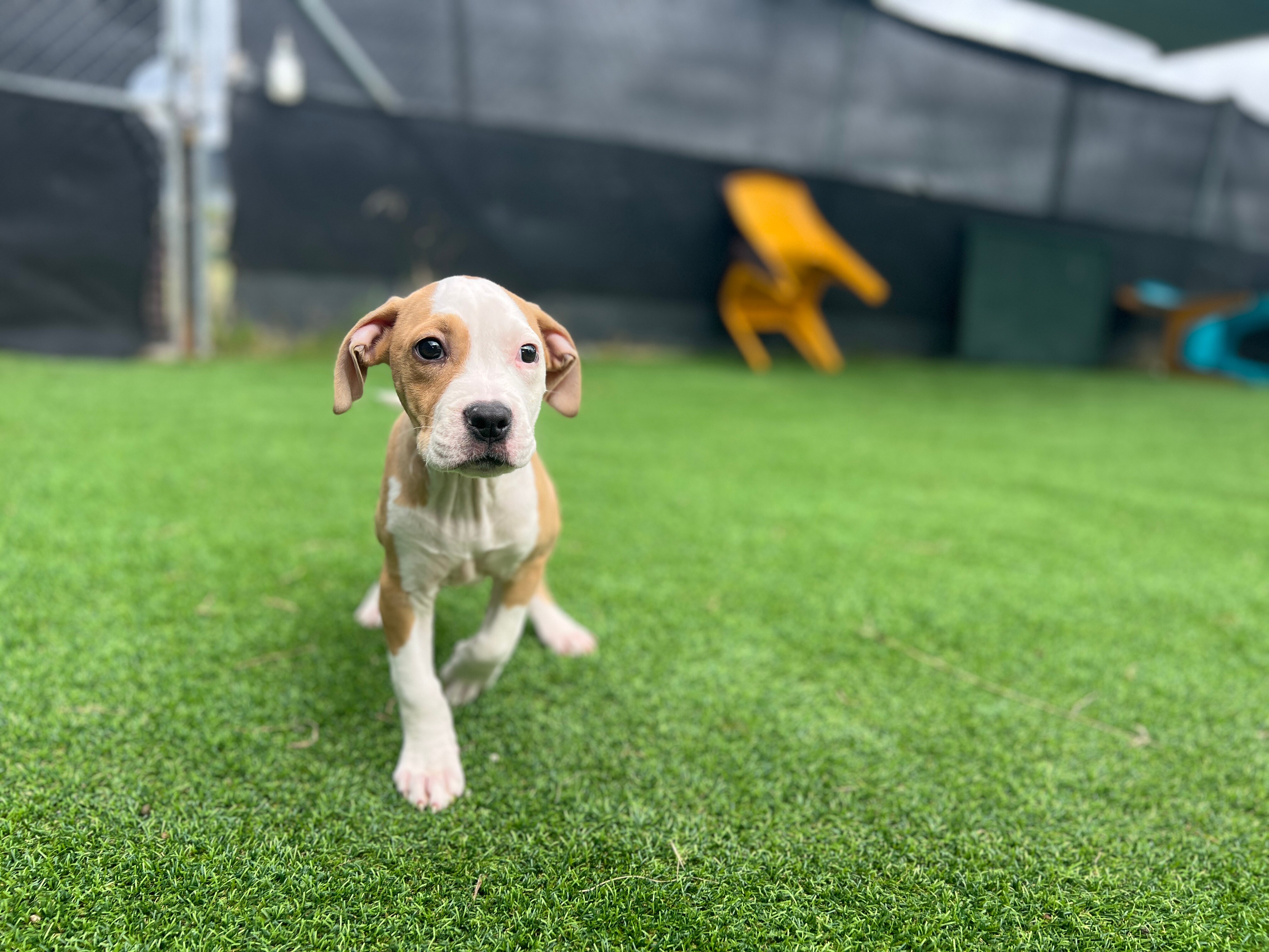 cute puppy running towards the camera