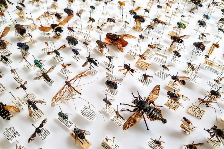 Tray of many different species of flies