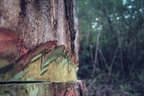 A close up image depicting the damage made to the bark of the large tree.