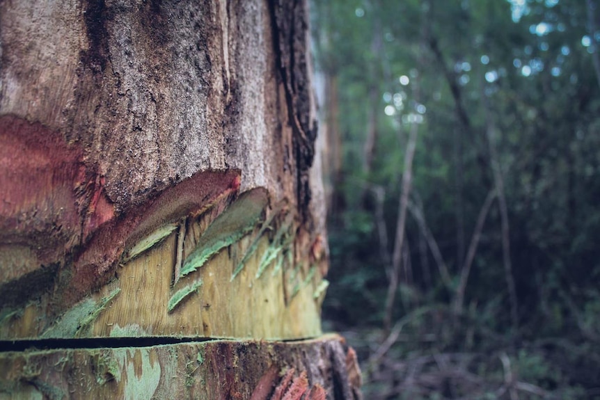 A close up image depicting the damage made to the bark of the large tree.