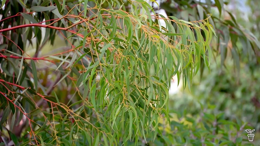 A young eucalyptus tree growing in a garden.