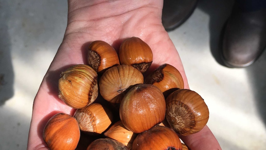 hazelnuts are held in the palm of a hand