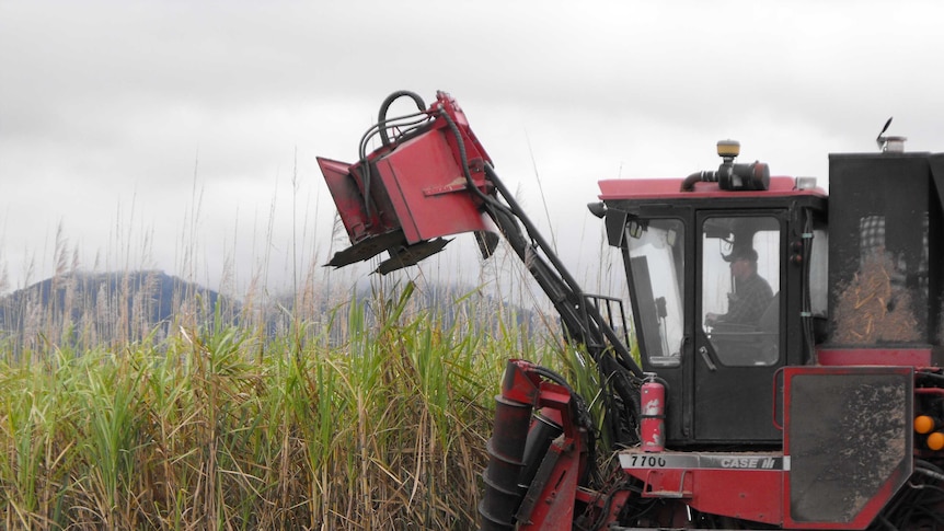 A man drives a large red sugar cane harvester into a field of fully grown cane. It's a menacing machine.