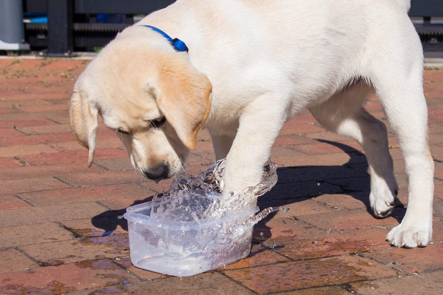 A puppy splashing water in a plastic container