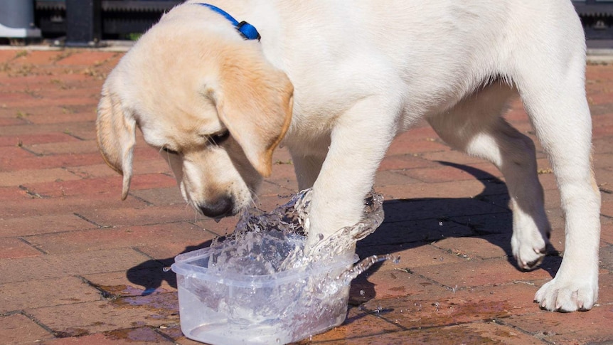 A puppy splashing water in a plastic container
