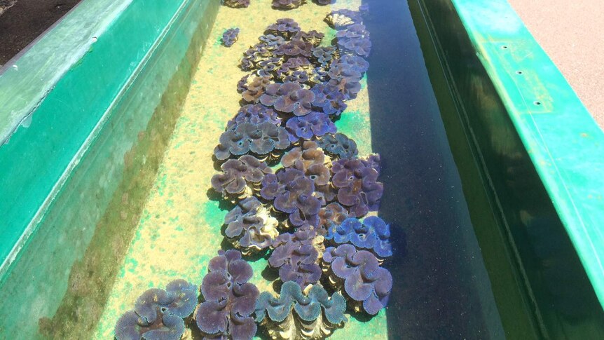 Colourful giant fluted clams in a tank at the Darwin Aquaculture Centre