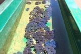 Colourful giant fluted clams in a tank at the Darwin Aquaculture Centre
