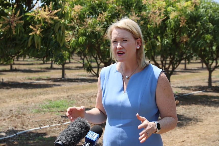 A blonde woman speaks to media at a mango farm. She is wearing a blue dress.