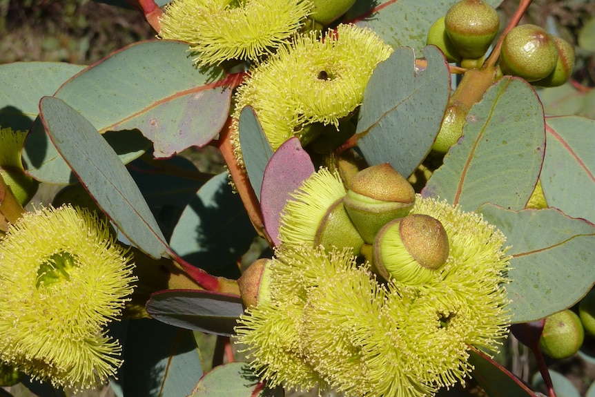 Yellow eucalyptus flowers