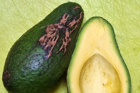 An avocado cut in half, with one half showing scratches on the outside of the fruit.