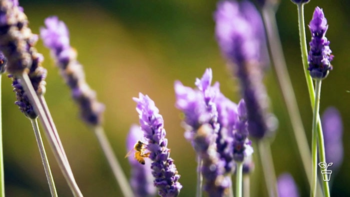 Purple lavender flowers with bees collecting pollen