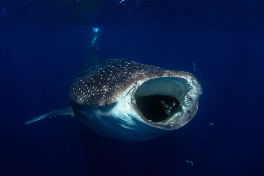 Whale shark swallowing fish