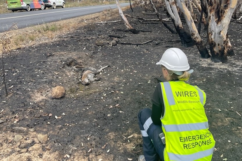 A woman standing next to a dead kangaroo at a fireground.